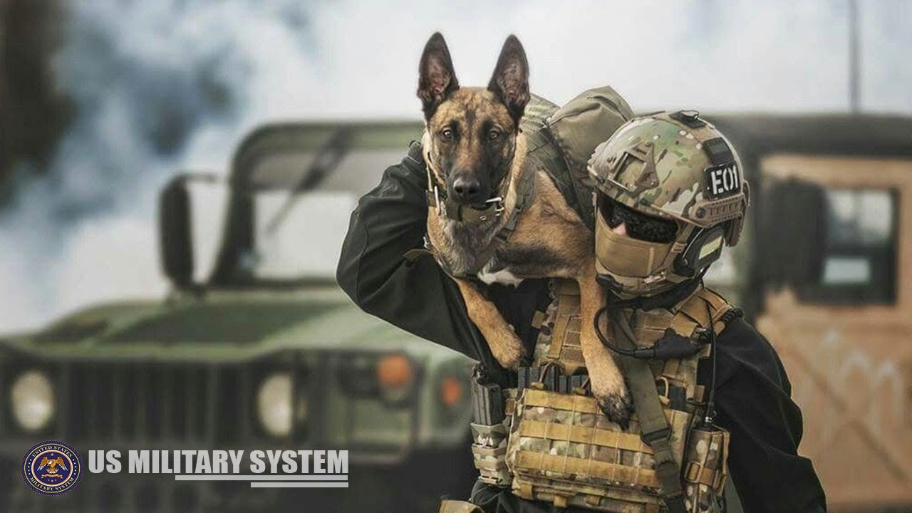 Here’s Military Dogs that are specially Trained for Combat