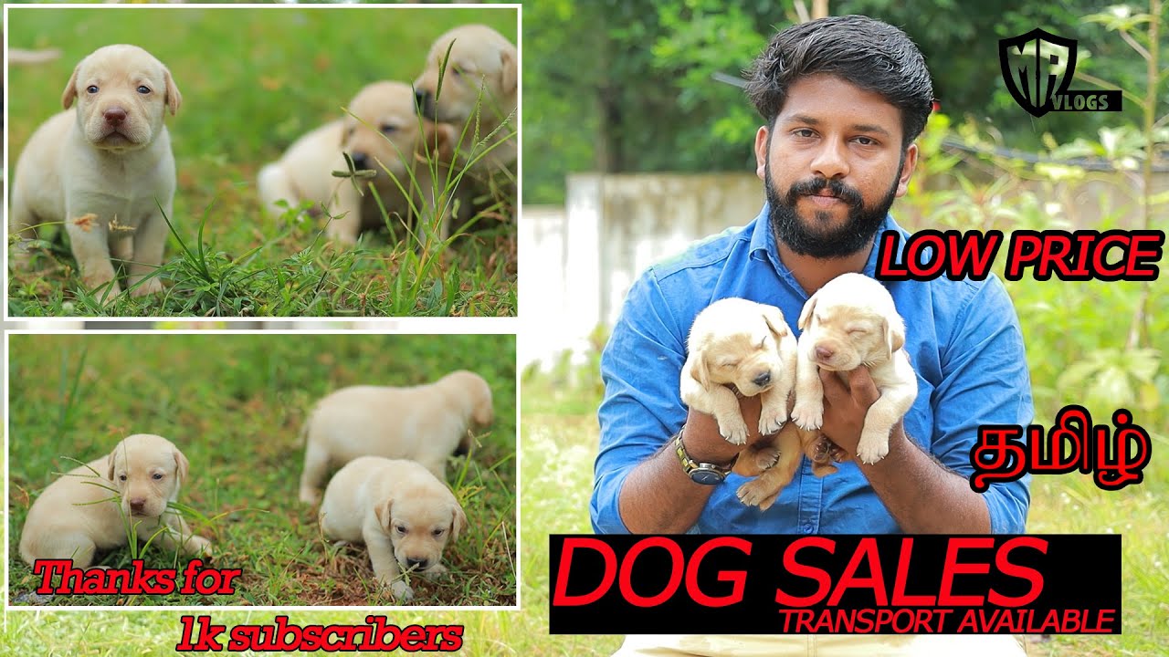 DOG FOR SALES, KENNELS IN TAMILNADU,  labrador puppy sale in tamil nadu ,puppy sales in tamil nadu