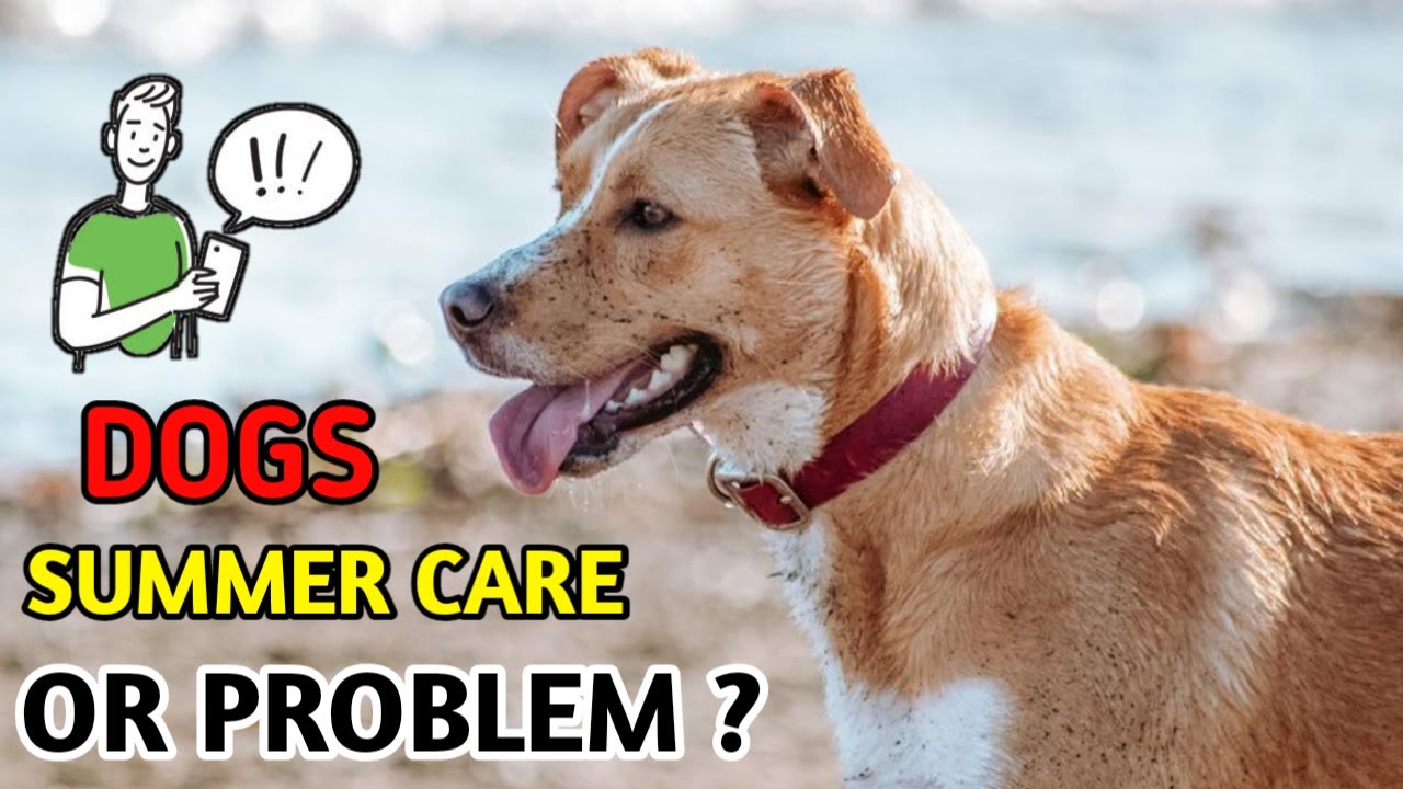 How to care in summer / Dog Summer Problems / Care Tips