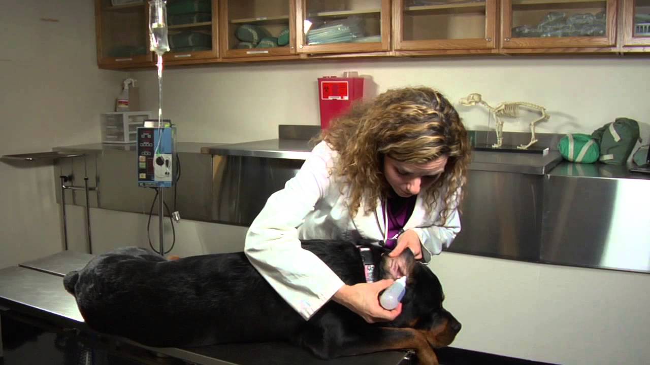 How to Keep a Dog From Getting Ear Infections : Dog’s Health