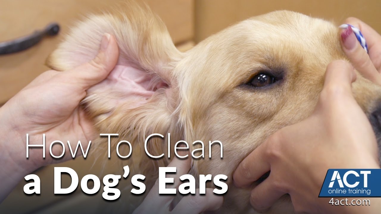 Cleaning A Dog’s Ears – Veterinary Training