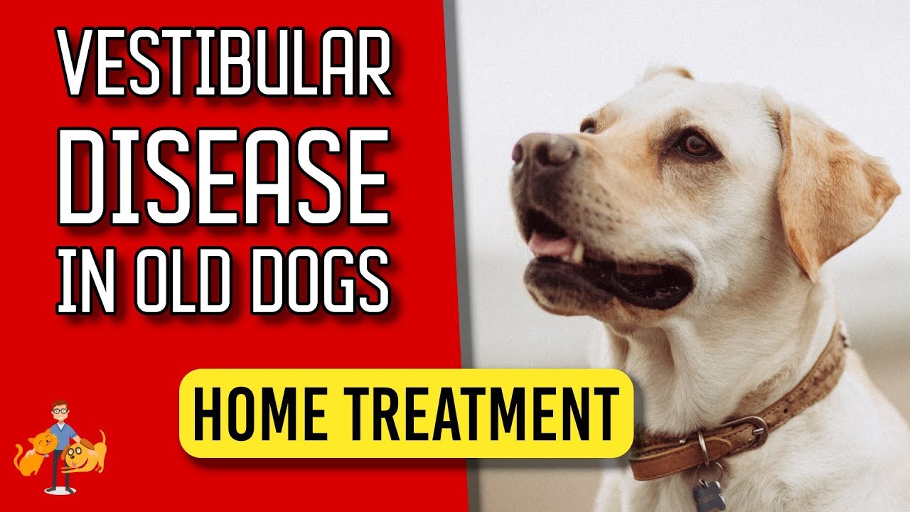 5 Essential Home Treatment Tips for Old Dog Vestibular Disease – Dog Health Vet Advice