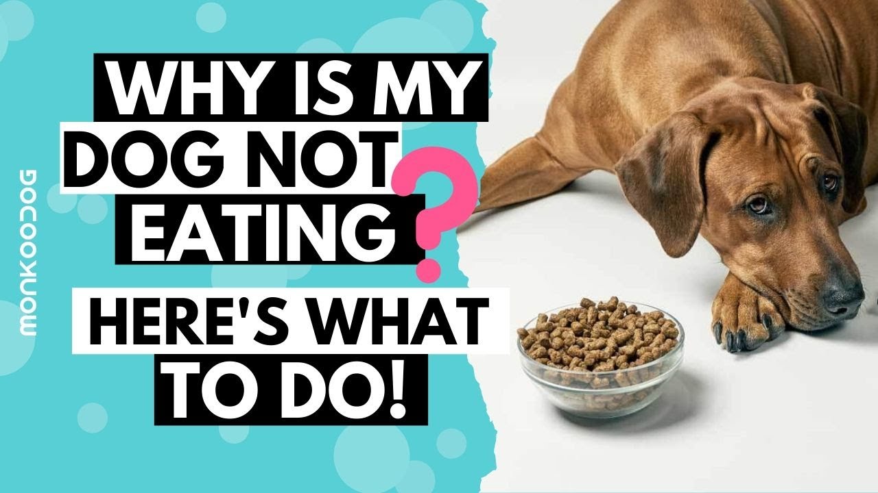 What to do when your dog not eating food or drinking water l  Tips on LOSS OF APPETITE  l