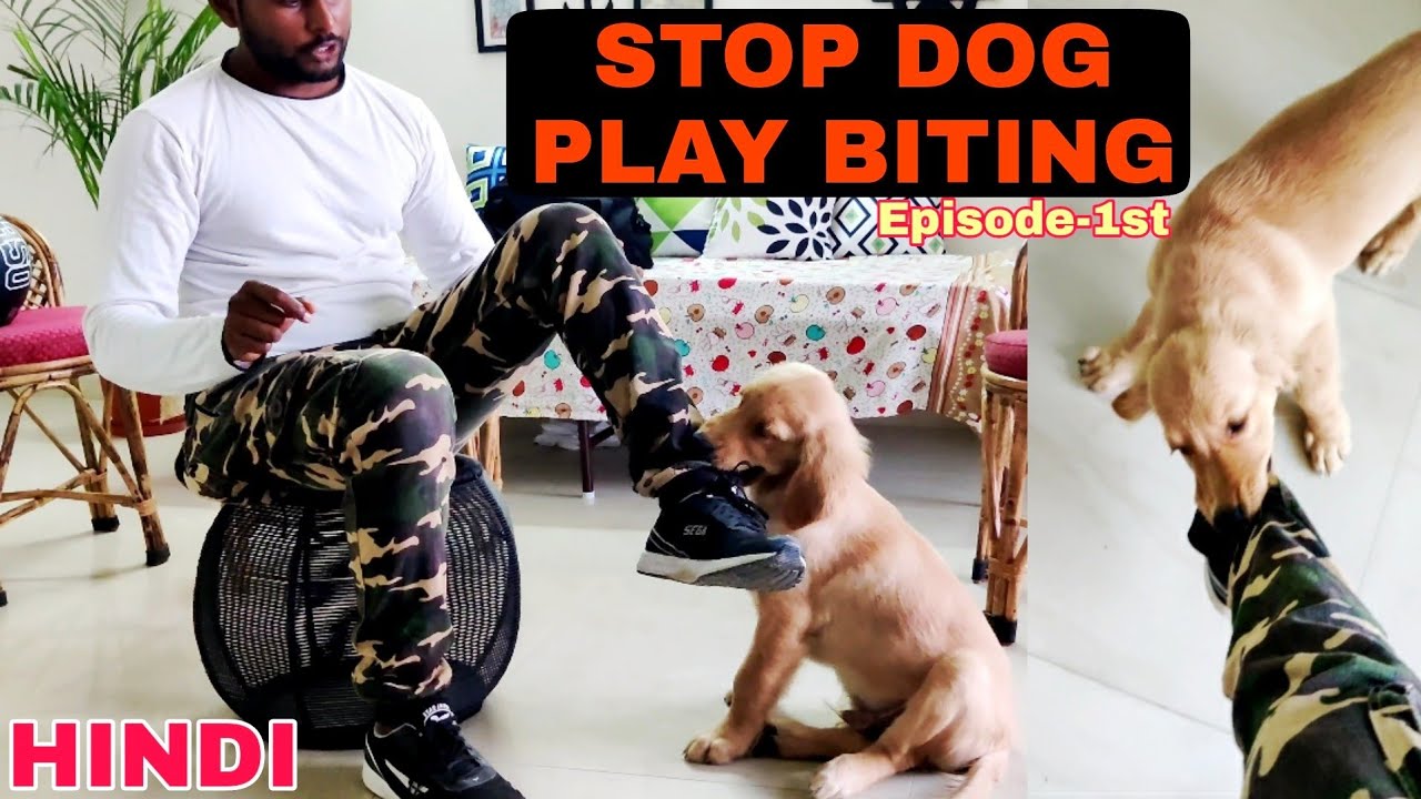 Golden Retriever Dog Training Series – Episode 1st – “HOW TO STOP PLAY BITING”