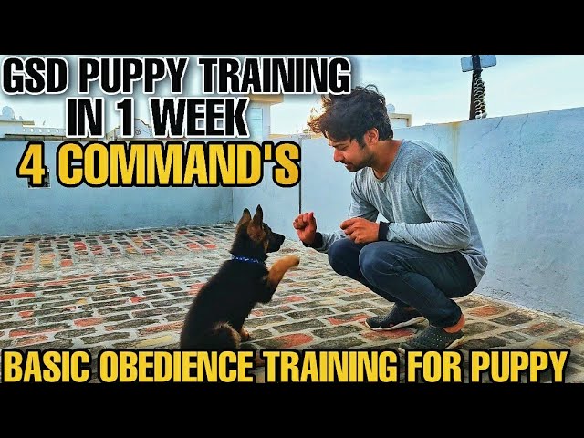 GERMAN SHEPHERD PUPPY TRAINING/ SIT DOWN HAND SHAKE COMMAND IN 1 WEEK / INTELLIGENT PUPPY|