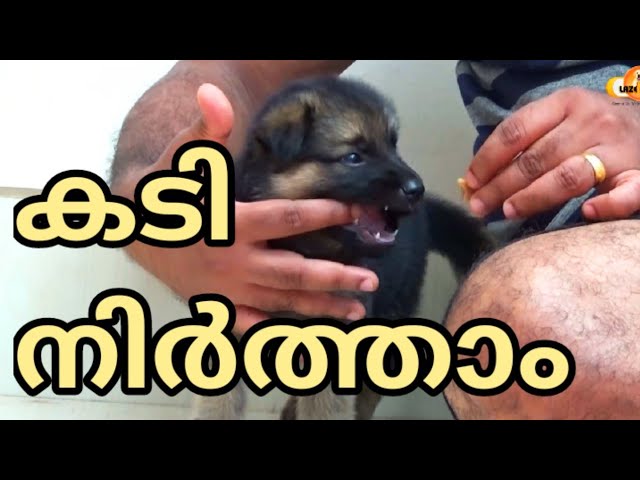 “STOP BITING” : German shepherd puppy : LAZE MEDIA : Dog training malayalam : Character Formation