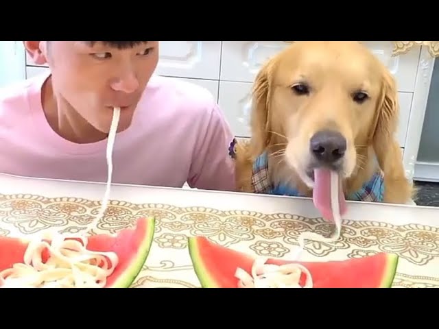 Funny Video/I can’t stop Laughing with these dogs