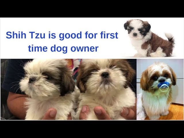 Pet Care – Shih Tzu is Good for first time Dog | Puppy owner – Bhola Shola | Harwinder Singh Grewal