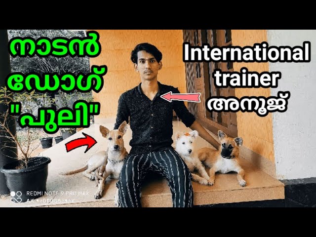 നാടന്‍ പെണ്ണ് “പുലി” : Intelligent Nadan dog Training (Malayalam) : Laze Media Impact