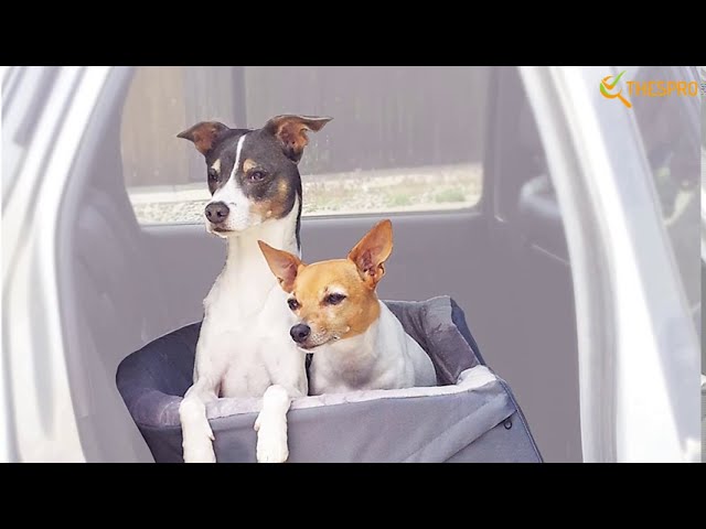 Best Dog Car Seats Reviews Top 5 Video Reviews and Buying Guide (2020)