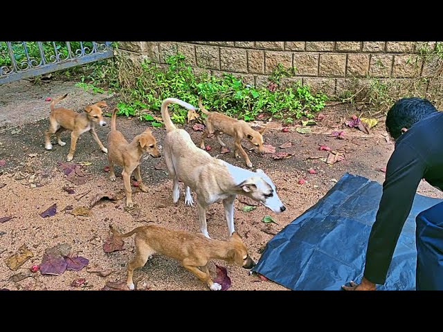 Puppies  and mother dog wagging their tails – Asking for pedigree – Dogoftheday