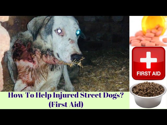 Pet care – How To Help Injured Street Dogs | Animals | Puppy ? First Aid | Medicine￼. BholaShola.