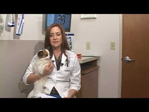 Dog Health Treatment & Advice : How to Spay or Neuter Your Pet