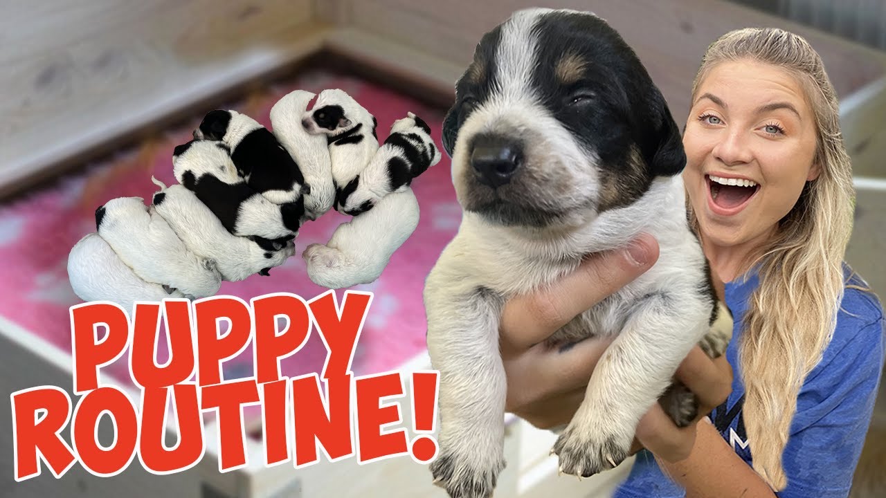 DAILY PUPPY ROUTINE WITH 9 RESCUE PUPPIES & NURSING MOMMA DOG!