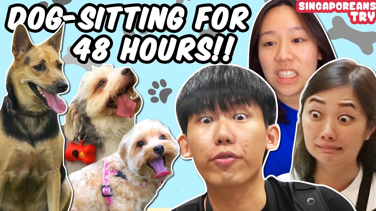 Singaporeans Try: Dog-Sitting For The First Time (48H Challenge)