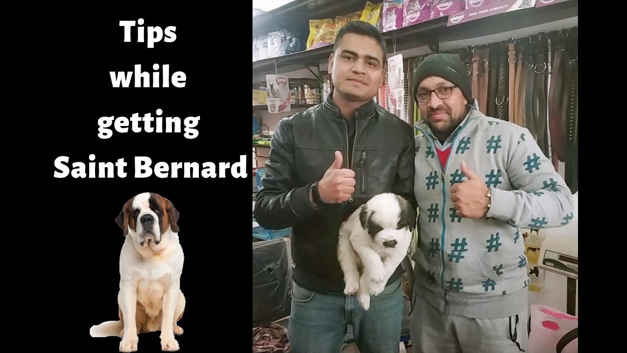 Pet Care | TIPS WHILE GETTING SAINT BERNARD DOG | PUPPY | BholaShola | Harwinder Singh Grewal