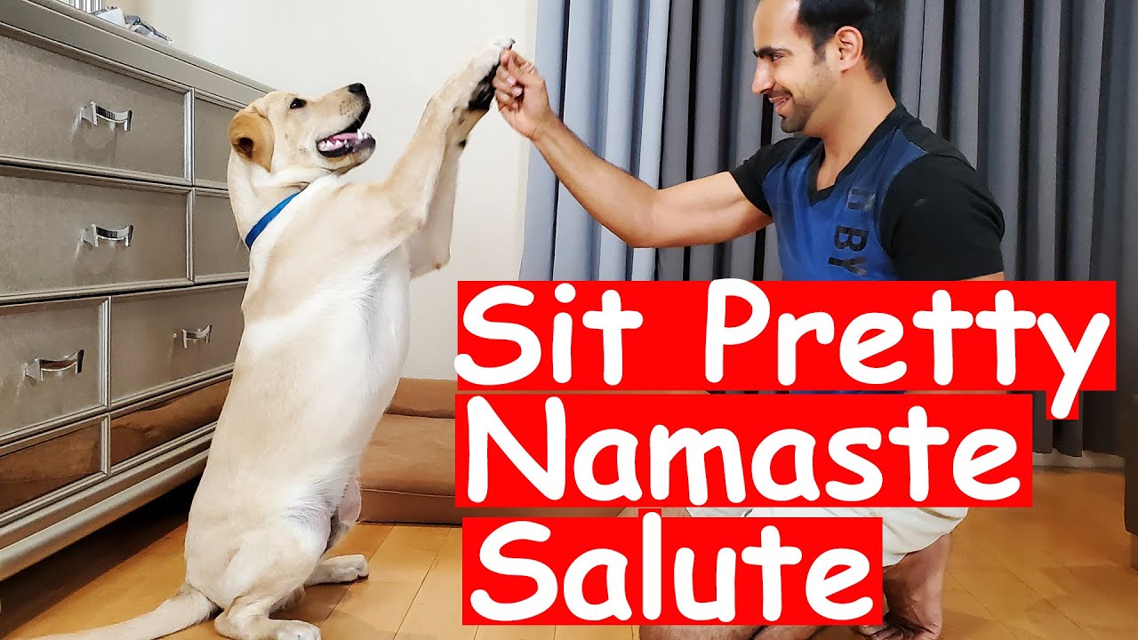 How to Train Sit Pretty/Namaste/Salute Trick to your Puppy Dog | Easy Dog Training at Home