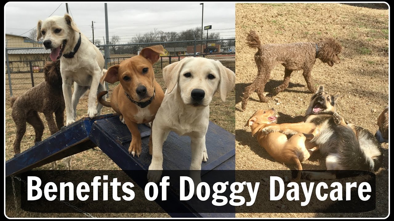 DOGGY DAYCARE  explained benefits and how it works