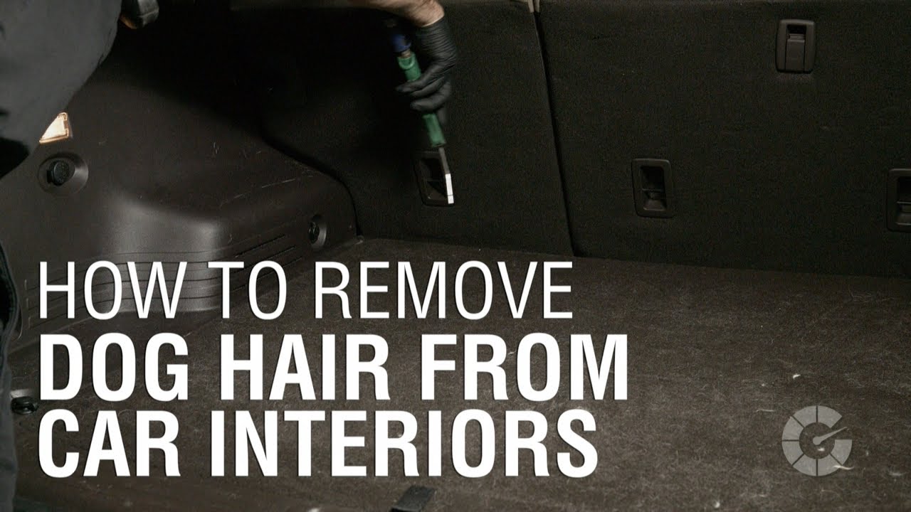 How To Remove Dog Hair From Car Interiors | Autoblog Details