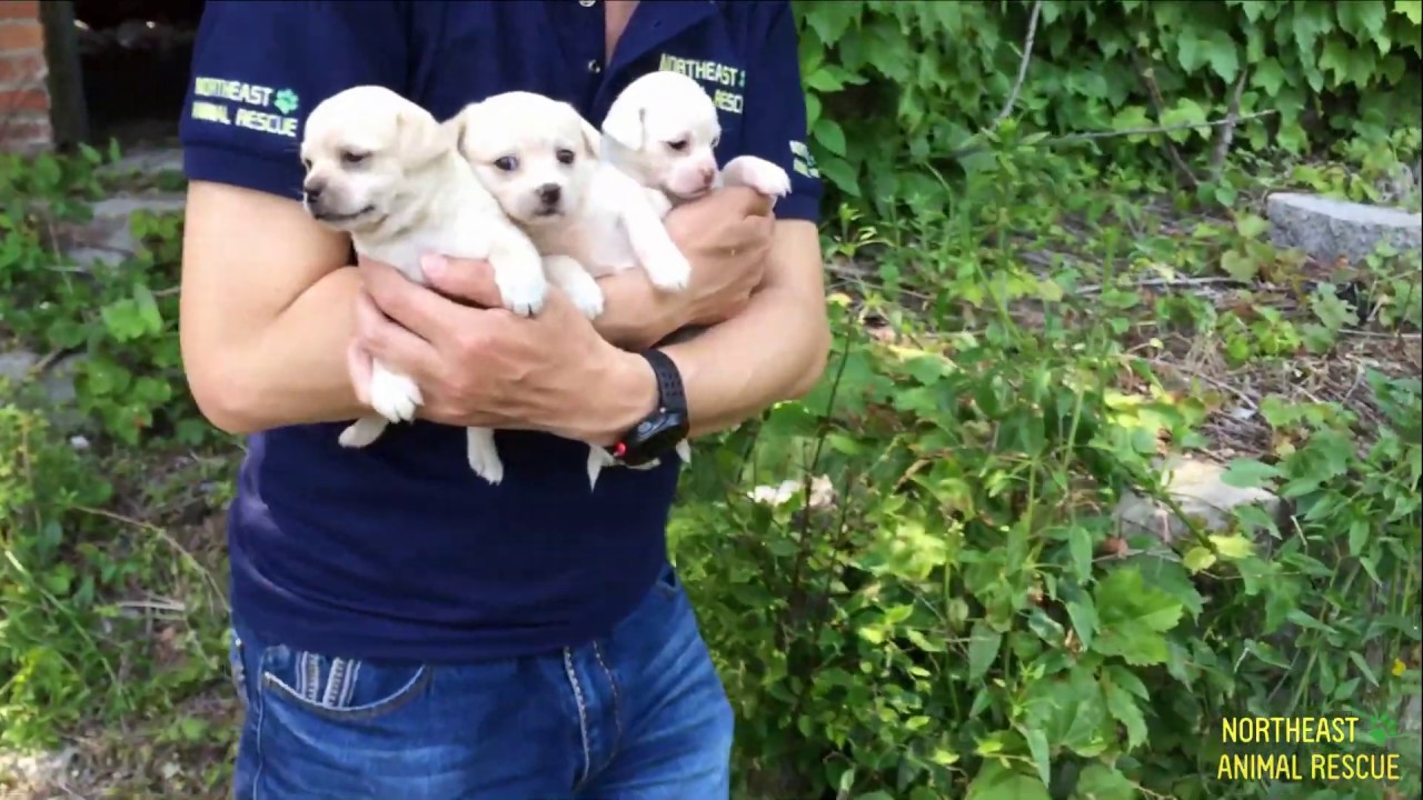 Rescue Puppies Who Lost Their Mom in an Abandoned Factory – Dog Rescue Action