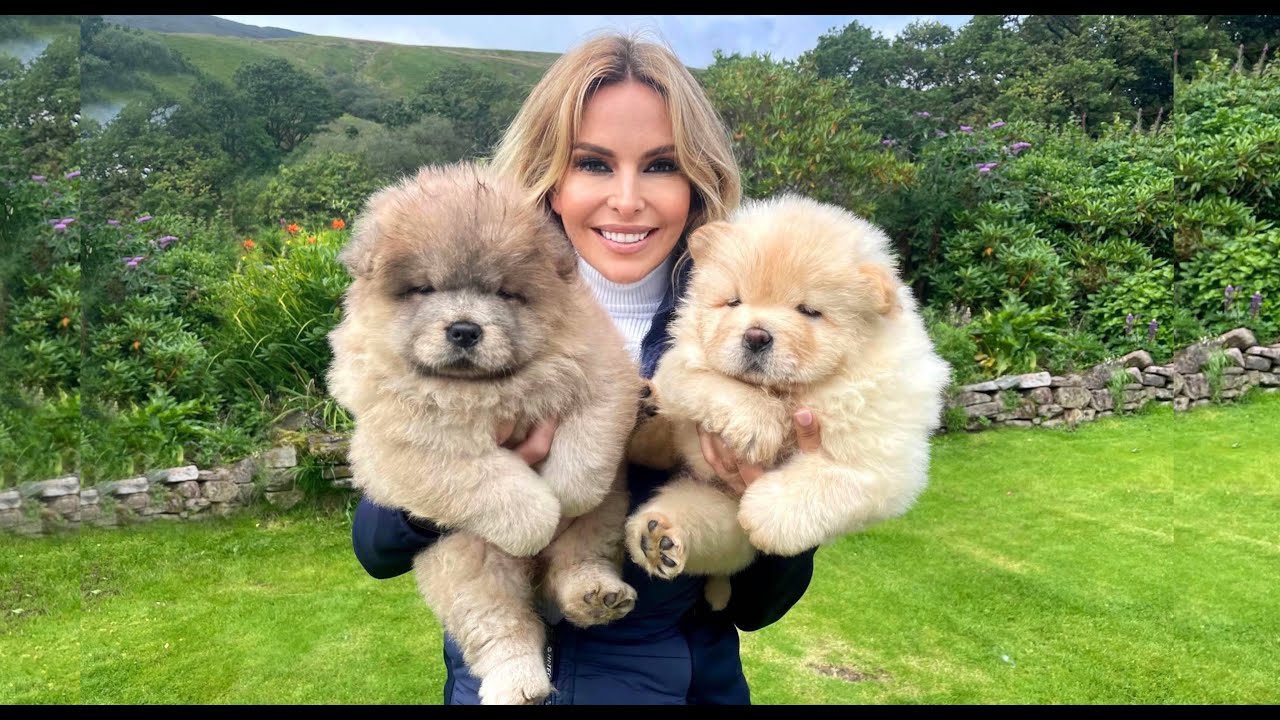 CHOW CHOW PUPPIES – Dangerous to kids?