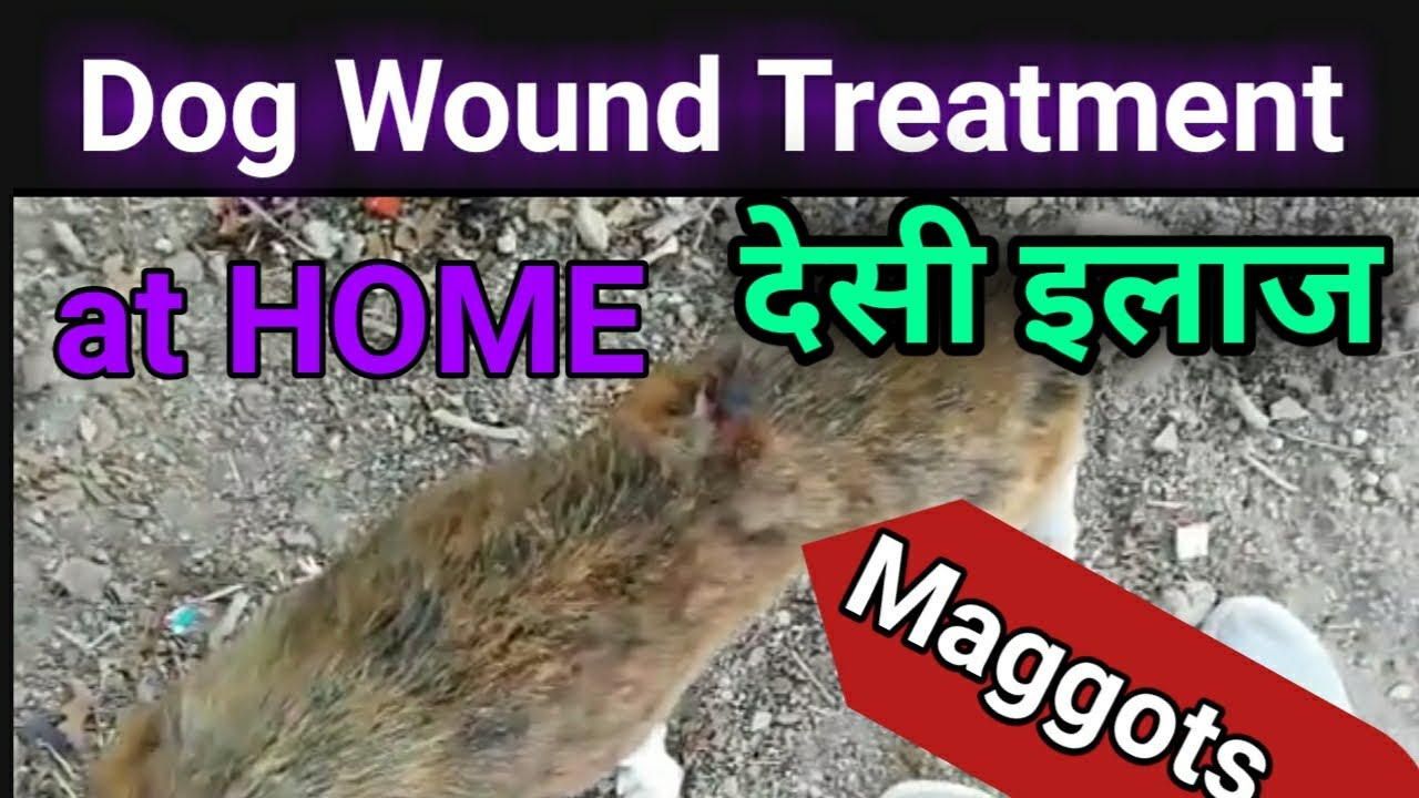 dog maggot wound desi treatment at home   dog care and cure