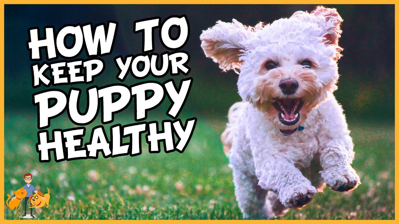 Essential Puppy Care: How to Keep a Puppy Healthy in 9 Simple Steps – Dog Health Vet Advice