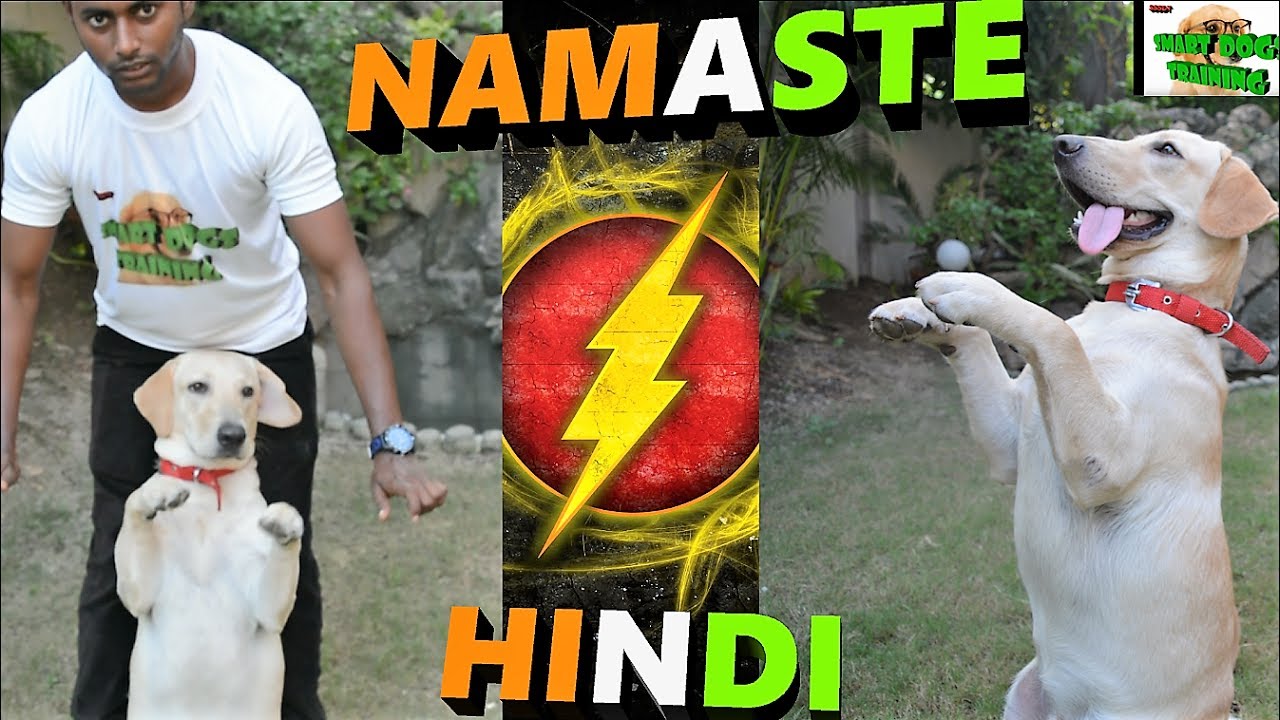 Dog Training- How To Teach Your Labrador Dog NAMASTE / SALUTE / SIT PRETTY (Hindi)