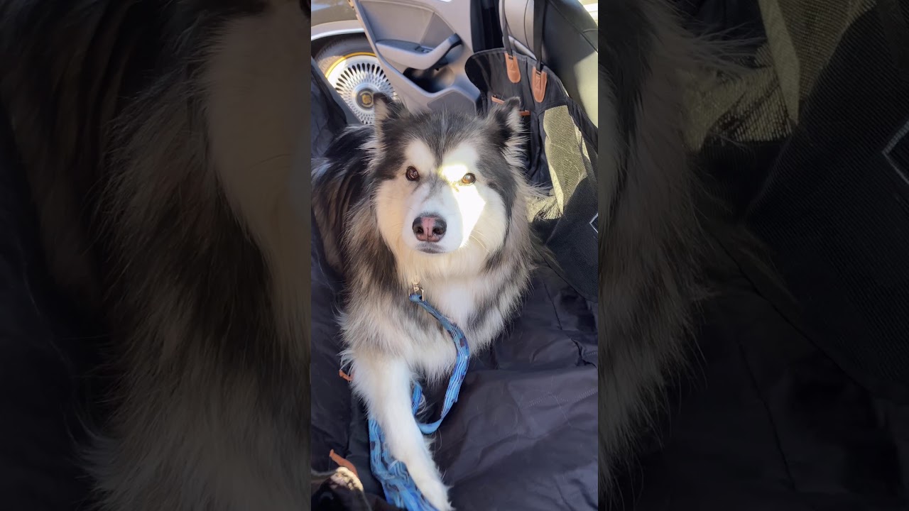 BEST Dog Car Seat Cover