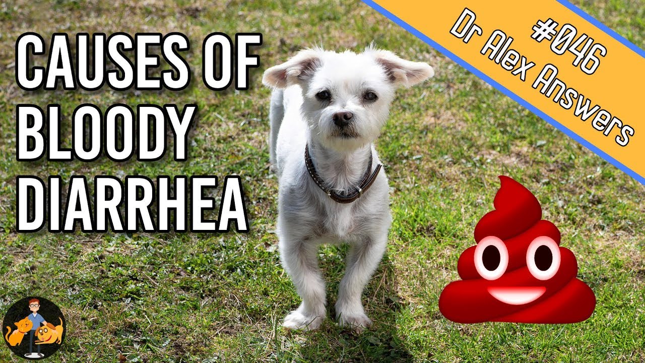 Why is there Blood in Your Dog’s Stool? – Dog Health Vet Advice