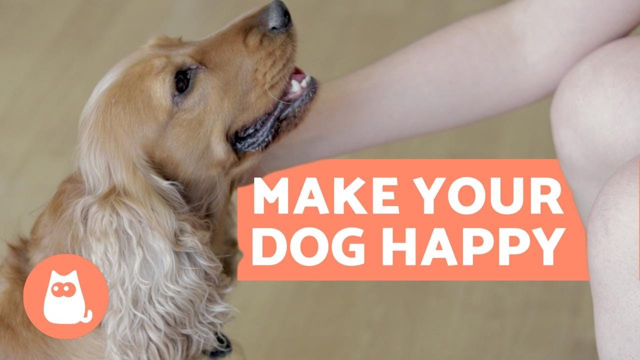 How to Make Your DOG HAPPIER – 10 Key Tips