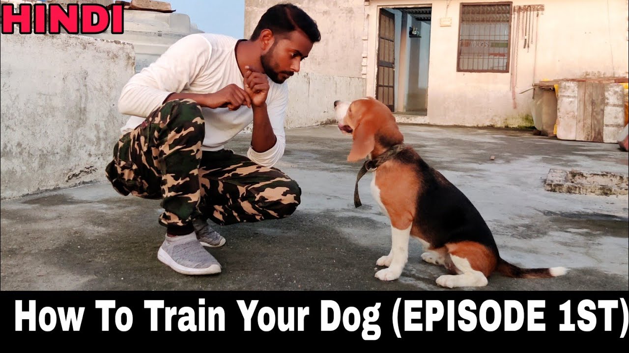 Beagle Dog Training Series – Episode 1st || All Dog Training Basics Tips & Tricks