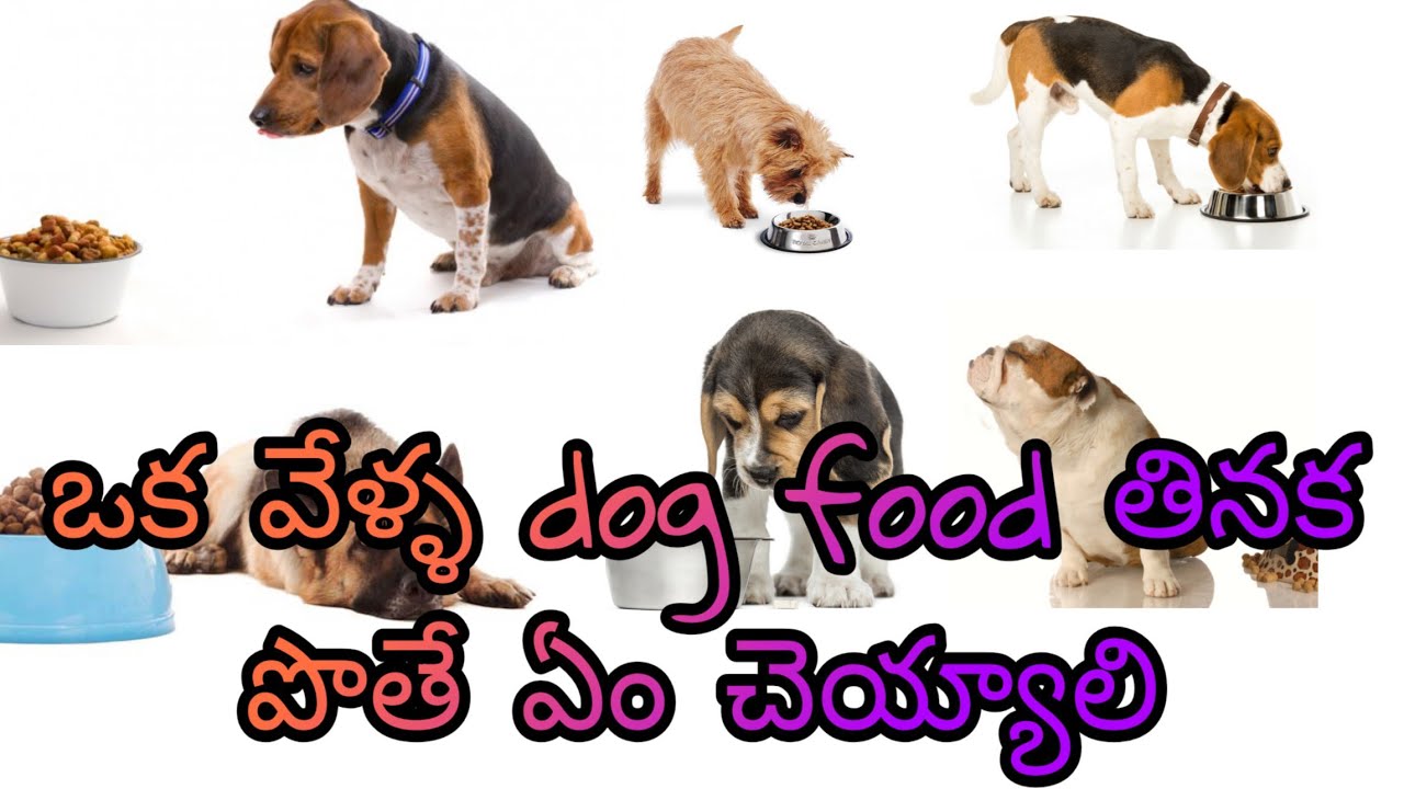 Why dog is not eating food.//VLE Entertainment//In telugu.