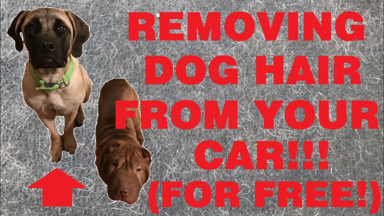 The secret to quickly removing dog hair from interior car seats and carpet (for free!)