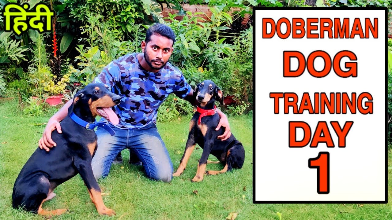 Doberman Dog Training Series- Day 1