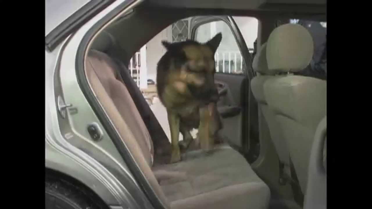 Pet Rider Keeps Dog Hair and Dirt off Your Car Seats! You’re Welcome