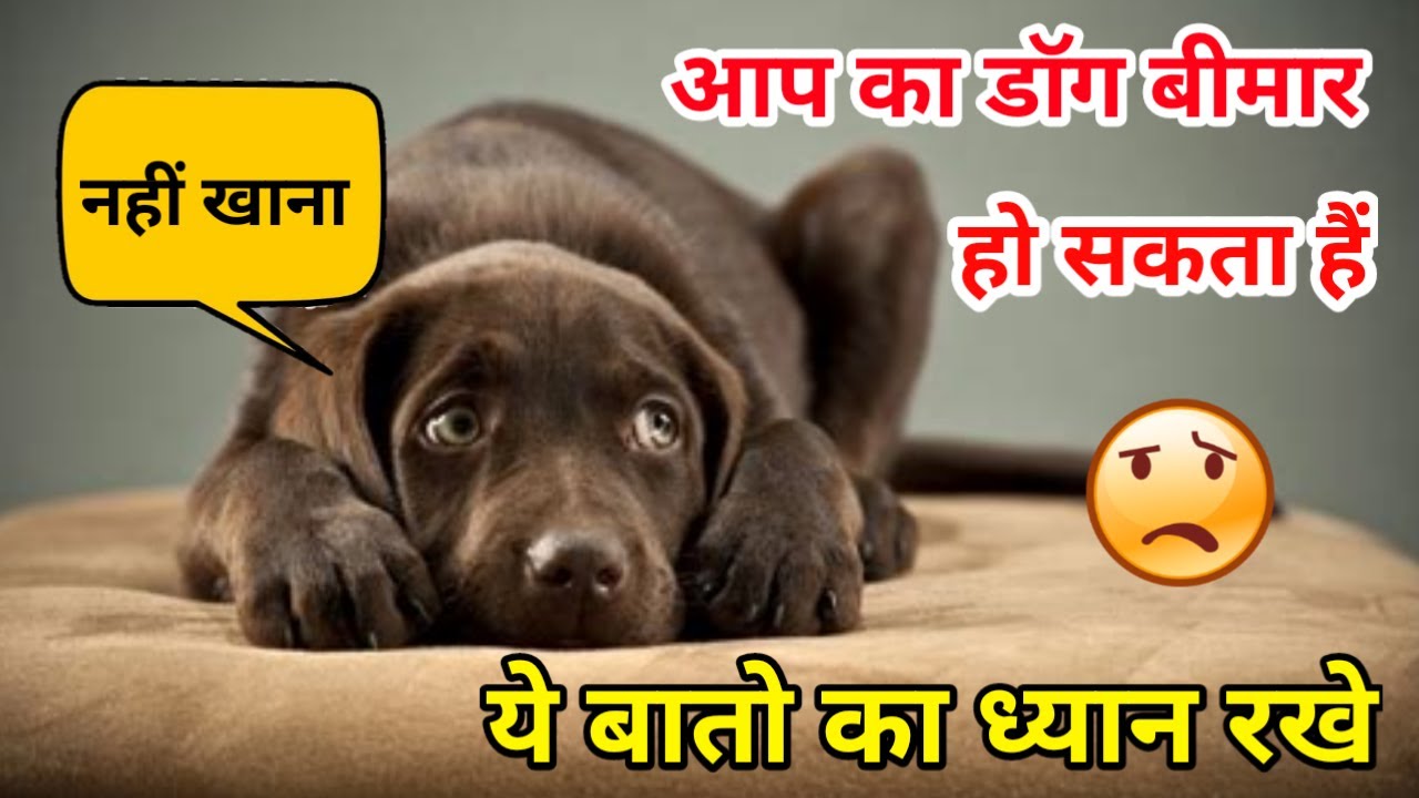 Dog health problems issue / Dog bimar ho sakta hai