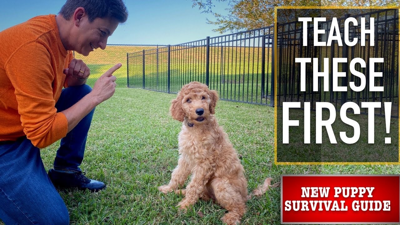 NEW PUPPY SURVIVAL GUIDE: The FIRST Things to Teach Your NEW PUPPY! (EP: 3)