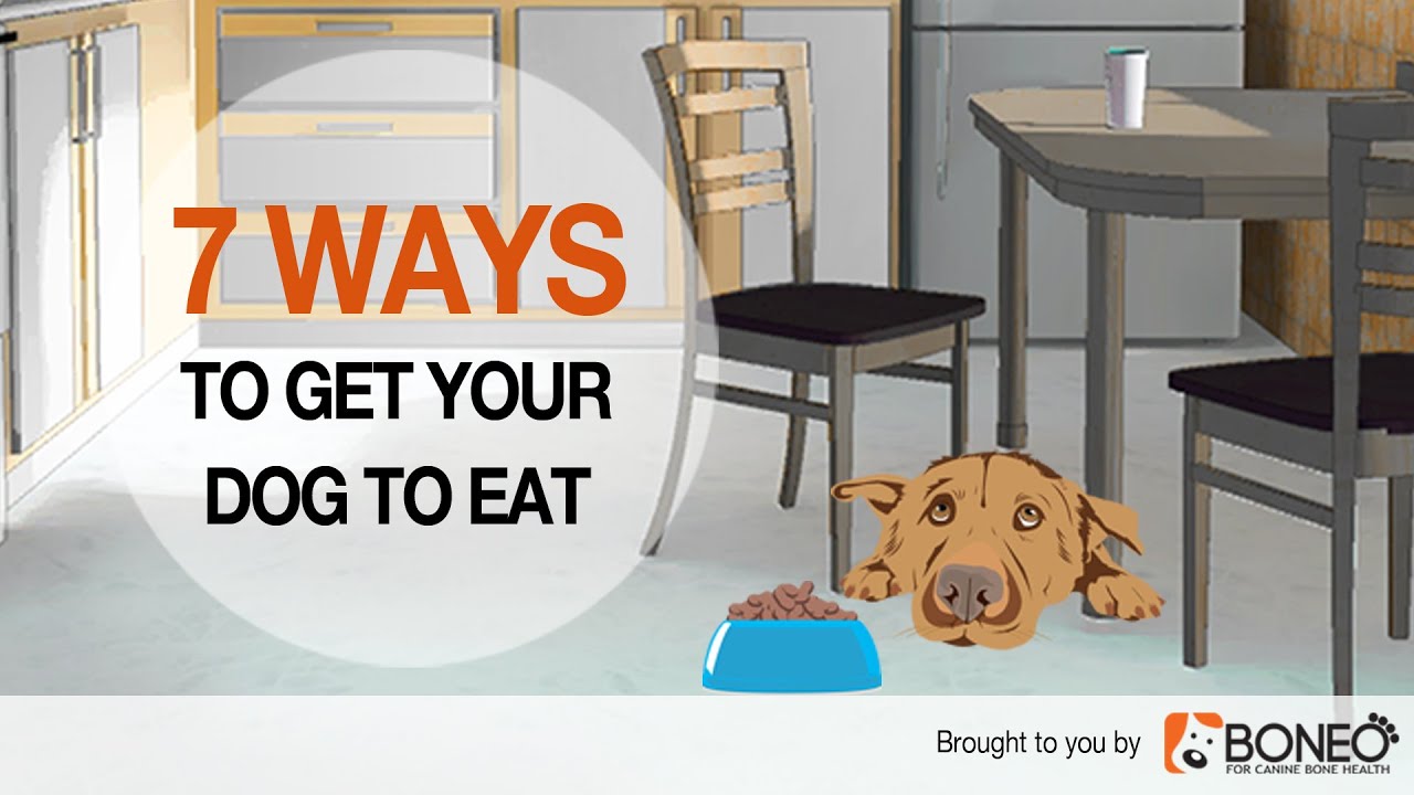 Dog Won’t Eat? 7 Ways to Overcome Loss of Appetite in Dogs