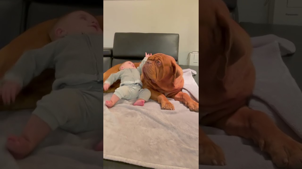 Big Dog | small baby sleep with Dog | Dog care of baby#shorts