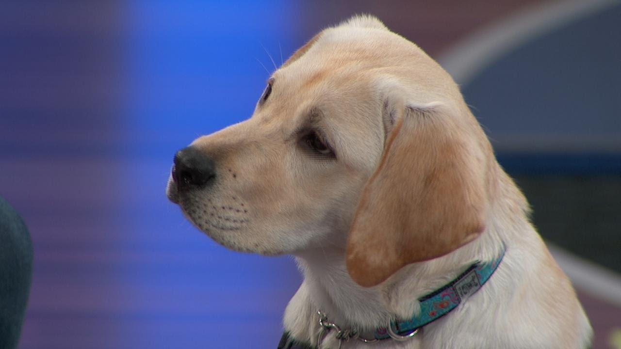 The Dog That Helps Little Girl with Her Diabetes