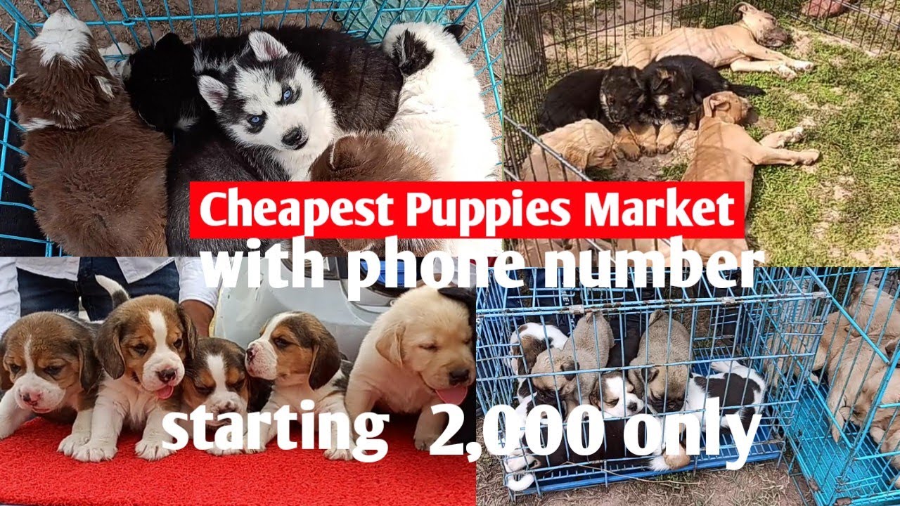 low price Puppies Market outside dog show || cheapest dog Market || Puppies for sale in low price