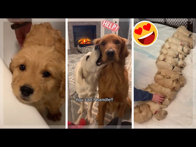 Funny Dogs of TikTok ~ Cutest Puppies Compilation