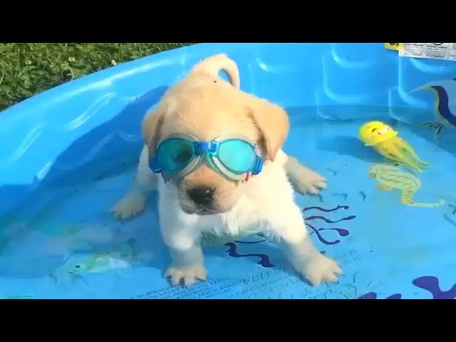 Funny Dogs Love Swimming – Puppy Videos 2020