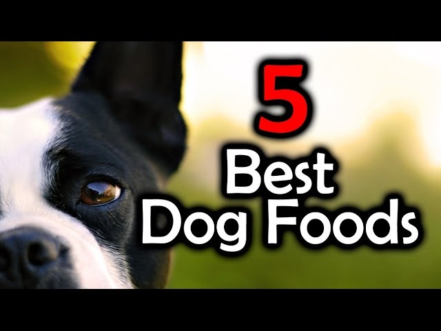 Top 5 Best Dog Foods – Keep Your Dog Healthy!