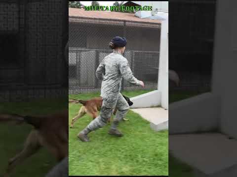 Military K9 Dog Training #short