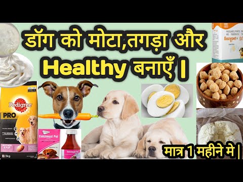 dog ko mota aur healthy kaise banaye || how to make dog fatty || healthy dog diet || 100 % Resulted