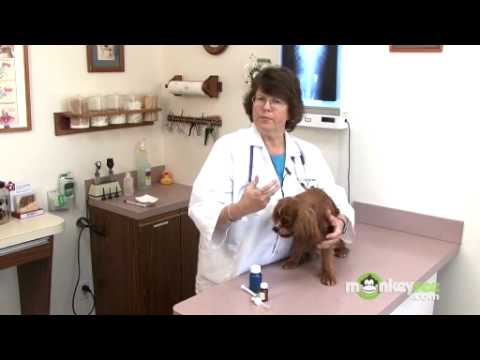 Dog Care – Giving Oral Medication