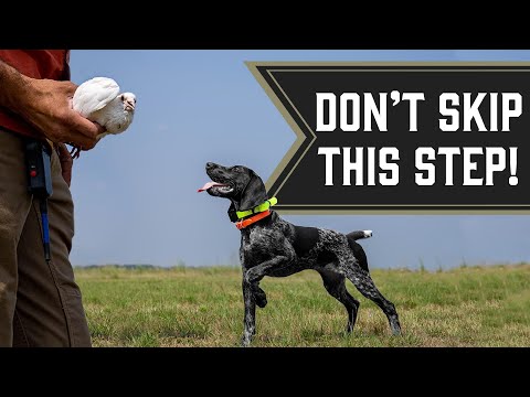 Our Favorite Drill for Bird Dog Puppies