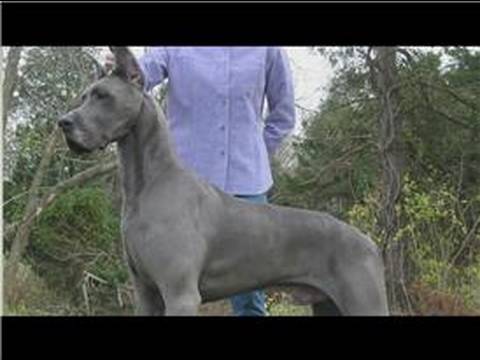 Dog Health & Treatments : When Do Great Danes Stop Growing?